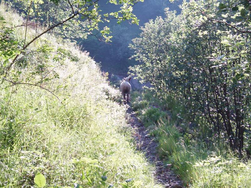 Youri - Ecrins 2005 017 